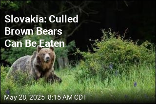 Slovakia&#39;s Bear-Culling Plan Expands: It&#39;ll Sell the Meat