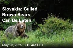 Slovakia&#39;s Bear-Culling Plan Expands: It&#39;ll Sell the Meat