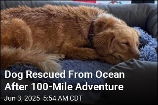 Escaped Dog Rescued From Ocean After 100-Mile Journey
