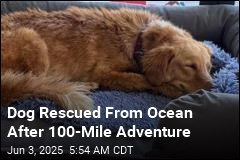 Escaped Dog Rescued From Ocean After 100-Mile Journey