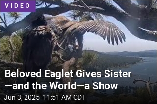Beloved Eaglet Gives Sister &mdash;and the World&mdash;a Show