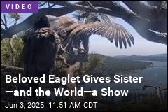 Beloved Eaglet Gives Sister &mdash;and the World&mdash;a Show