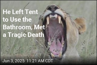 Lion Kills Camper in Need of Bathroom
