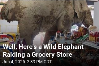 Well, Here&#39;s a Wild Elephant Raiding a Grocery Store