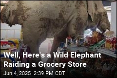 Well, Here&#39;s a Wild Elephant Raiding a Grocery Store