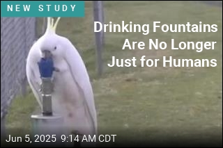 Drinking Fountains Are No Longer Just for Humans