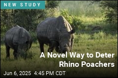 Dehorning Rhinos Could Defeat Poachers