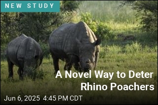Dehorning Rhinos Could Defeat Poachers