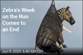 Zebra&#39;s Week on the Run Comes to an End