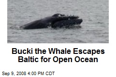 Bucki the Whale Escapes Baltic for Open Ocean