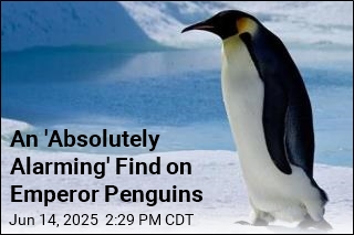 An &#39;Absolutely Alarming&#39; Find on Emperor Penguins