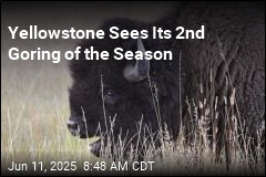 Yellowstone Bison Injures Man as Tourists Crowded In