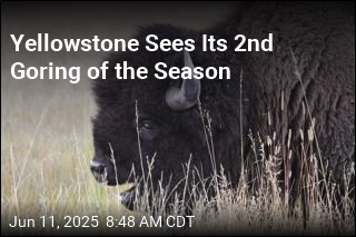 Yellowstone Bison Injures Man as Tourists Crowded In