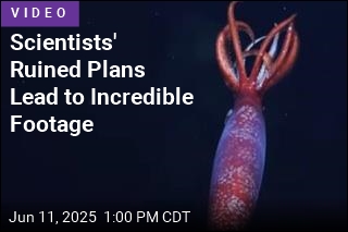Deep-Sea Footage Reveals Animal Never Seen Alive