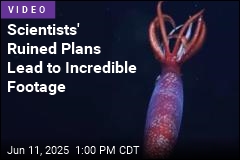 Deep-Sea Footage Reveals Animal Never Seen Alive