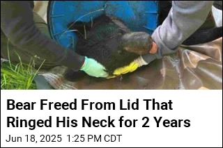 Bear Freed From Lid That Ringed His Neck for 2 Years