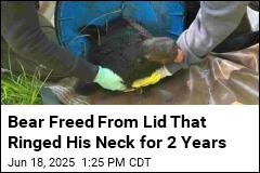 Bear Freed From Lid That Ringed His Neck for 2 Years