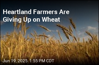 Heartland Farmers Are Giving Up on Wheat