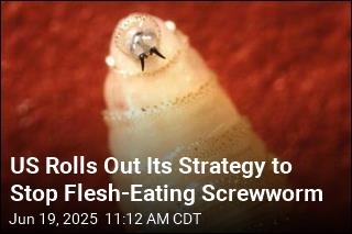 US Bets on Sterile Flies to Stop Screwworm at the Border