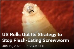US Bets on Sterile Flies to Stop Screwworm at the Border