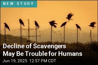 Decline of Scavengers May Be Trouble for Humans