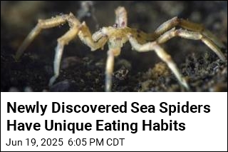 New Sea Spider Species Feast on Methane Bacteria