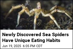 New Sea Spider Species Feast on Methane Bacteria