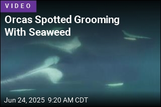 Orcas Spotted Grooming With Seaweed
