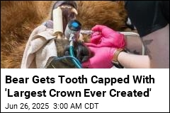 Bear Gets Massive, Shiny Metal Crown on Tooth