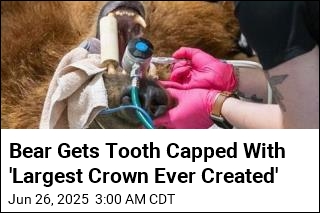 Bear Gets Massive, Shiny Metal Crown on Tooth