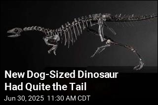 New Dog-Sized Dinosaur Had Quite the Tail