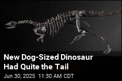 New Dog-Sized Dinosaur Had Quite the Tail