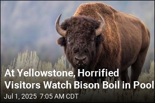 Bison Boiled in Yellowstone Pool