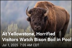 Bison Boiled in Yellowstone Pool