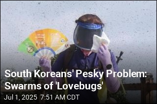 South Koreans&#39; Pesky Problem: Swarms of &#39;Lovebugs&#39;