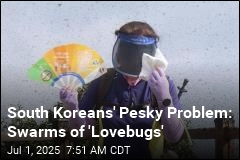 South Koreans&#39; Pesky Problem: Swarms of &#39;Lovebugs&#39;