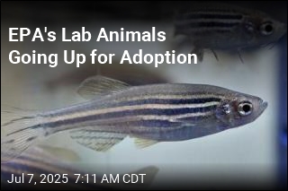 EPA&#39;s Lab Animals Go Up for Adoption