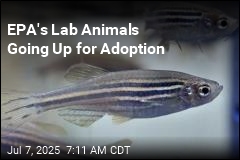 EPA&#39;s Lab Animals Go Up for Adoption