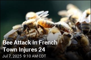 Bee Attack in French Town Injures 24