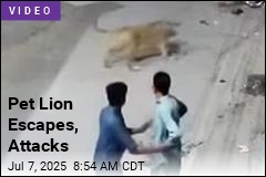 Pet Lion Escapes, Goes on the Attack