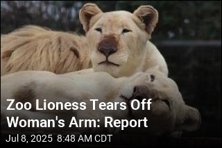 Zoo Lioness Rips Off Woman&#39;s Arm: Report
