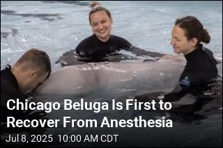 Chicago Beluga Is First to Recover From Anesthesia