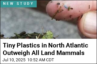 Tiny Plastics in North Atlantic Outweigh All Land Mammals