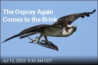 Once Again, the Osprey Comes to the Brink