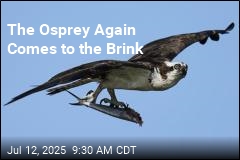 Once Again, the Osprey Comes to the Brink