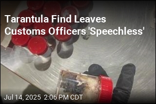 Customs Officers Find 1.5K Tarantulas in Spongecake Boxes