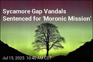 UK Sentences Sycamore Gap Vandals for &#39;Moronic Mission&#39;