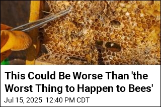This Could Be Worse Than &#39;the Worst Thing to Happen to Bees&#39;