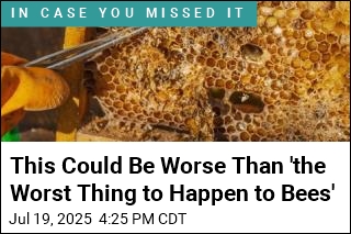 This Could Be Worse Than &#39;the Worst Thing to Happen to Bees&#39;