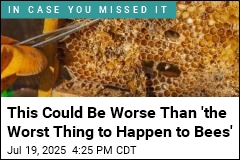 This Could Be Worse Than &#39;the Worst Thing to Happen to Bees&#39;